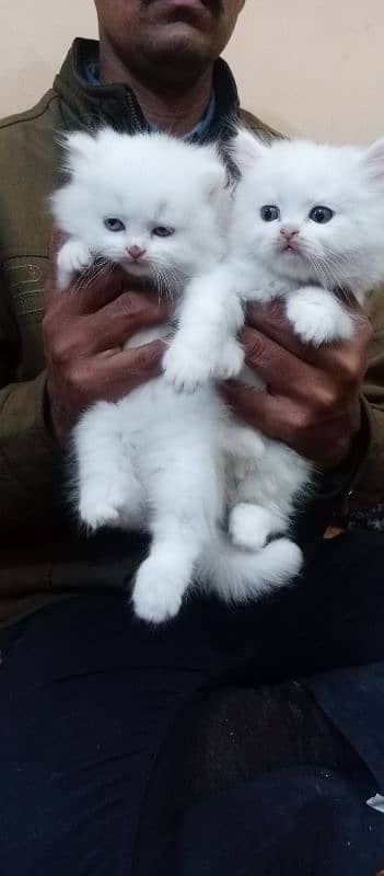 Persian kitten piear available 5