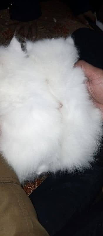 Persian kitten piear available 6