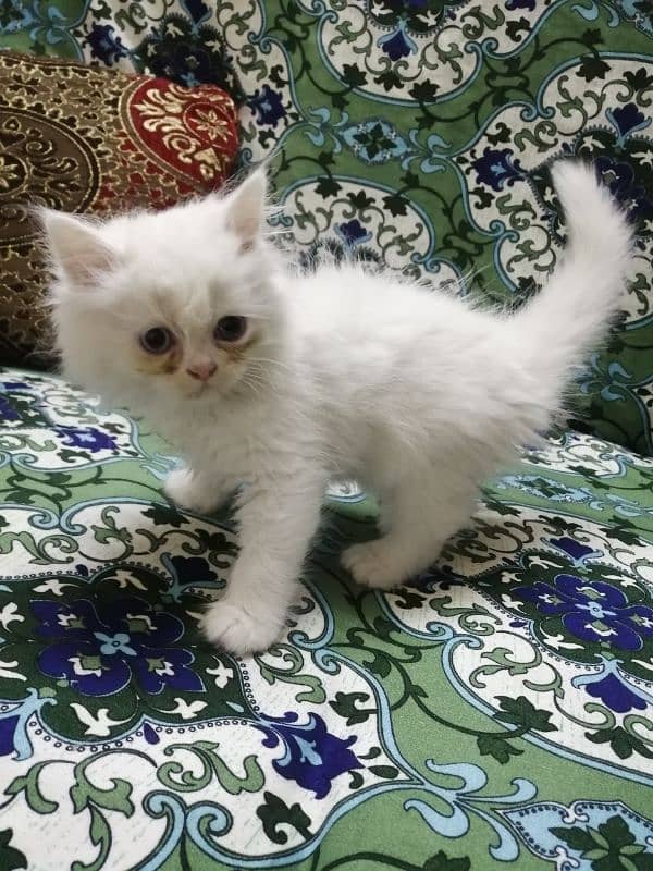 4 Punch Face White and Brown Kitten for sale 03218126414 0