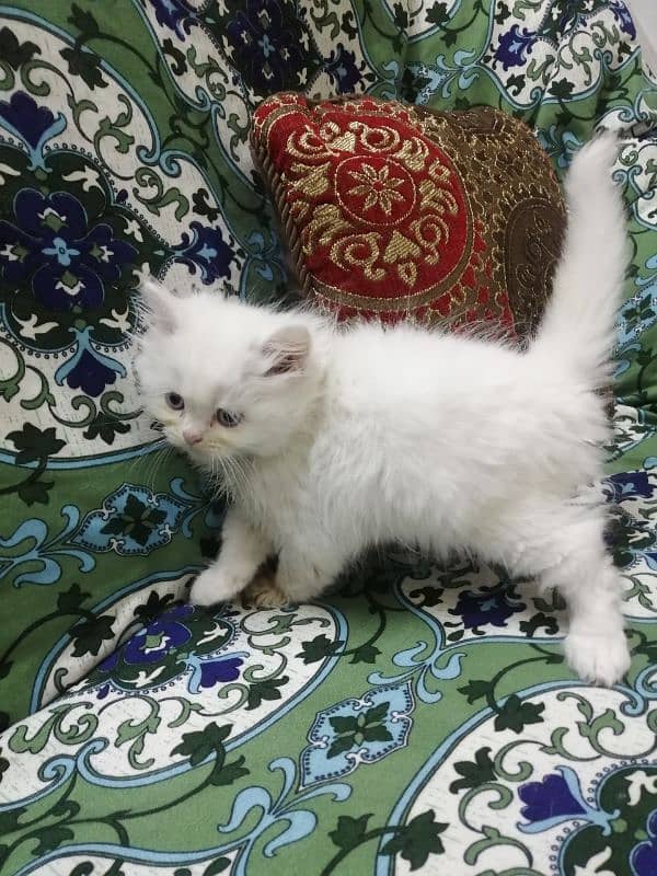 4 Punch Face White and Brown Kitten for sale 03218126414 2