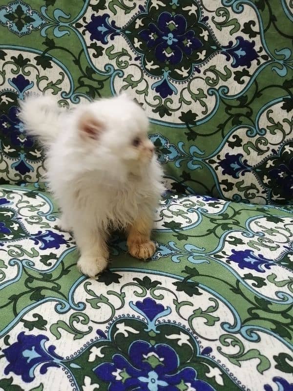 4 Punch Face White and Brown Kitten for sale 03218126414 3