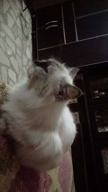 Ragdoll Cat for sale (Female) 0