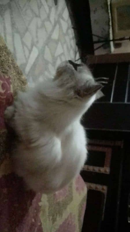 Ragdoll Cat for sale (Female) 1