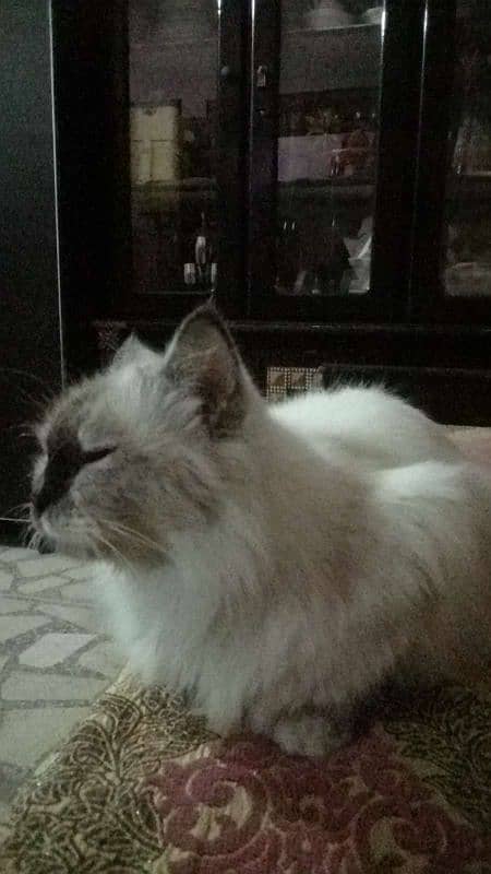 Ragdoll Cat for sale (Female) 2