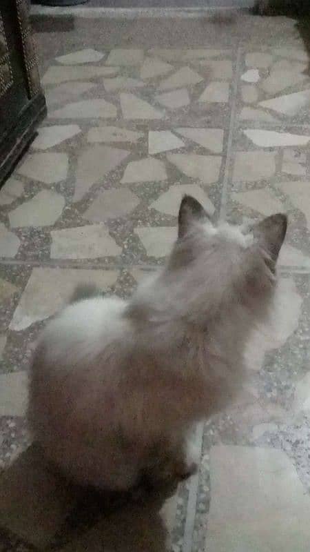 Ragdoll Cat for sale (Female) 3