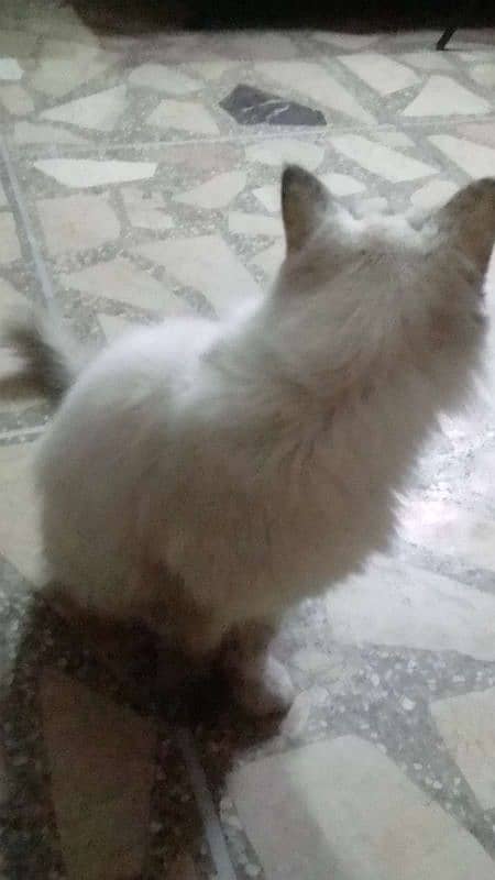 Ragdoll Cat for sale (Female) 4