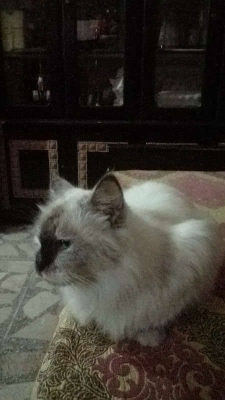 Ragdoll Cat for sale (Female) 5