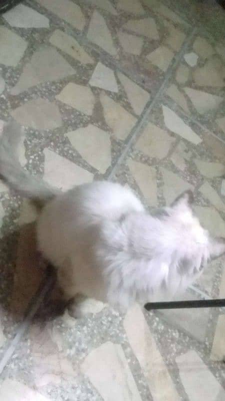 Ragdoll Cat for sale (Female) 6