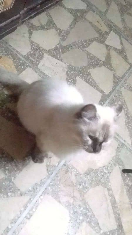 Ragdoll Cat for sale (Female) 7