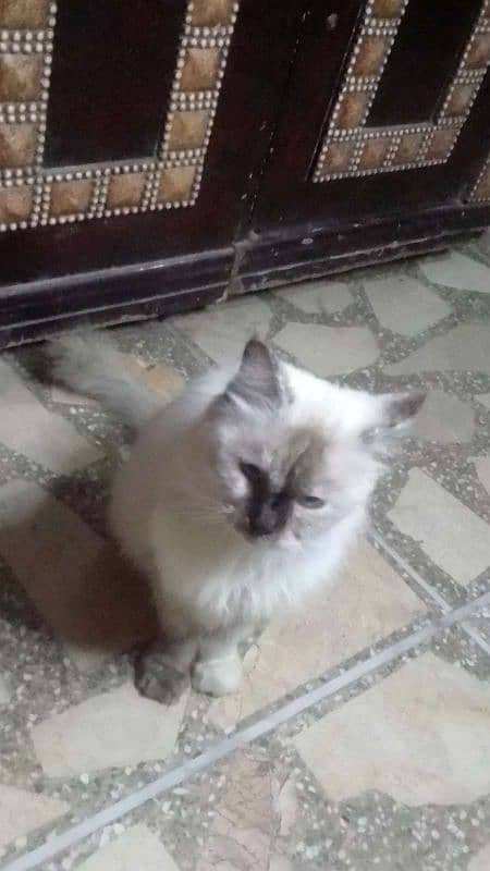 Ragdoll Cat for sale (Female) 8