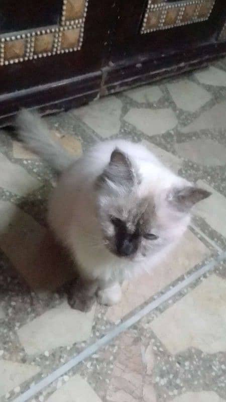 Ragdoll Cat for sale (Female) 9