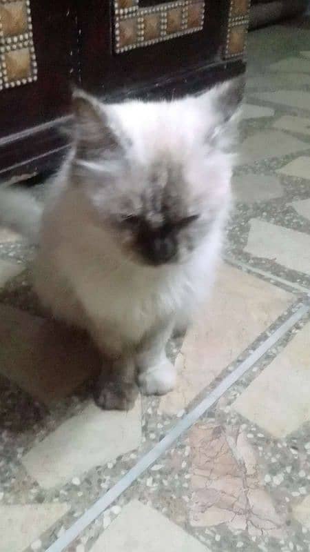 Ragdoll Cat for sale (Female) 10