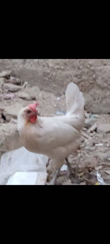 golden misri pair for sale 2