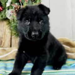 Black German shepherd puppies for sale