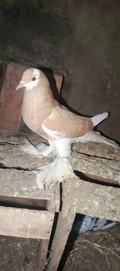 full breeder female gubara