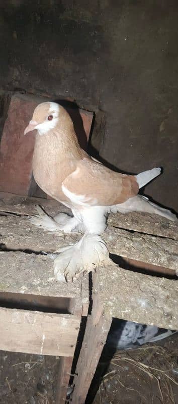 full breeder female gubara 0