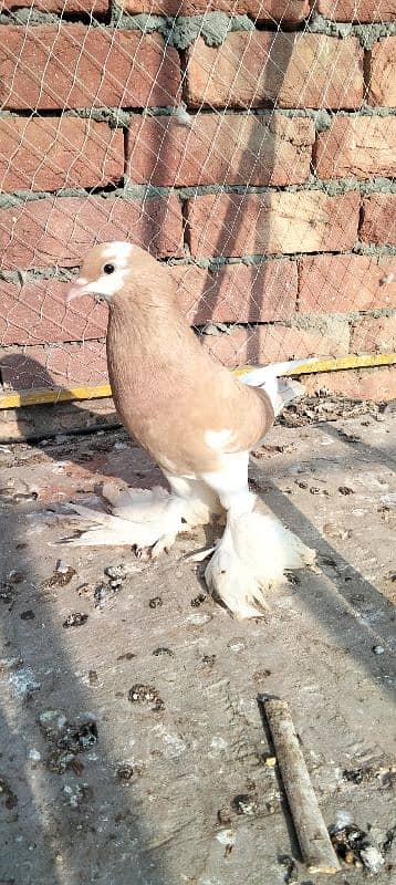 full breeder female gubara 10