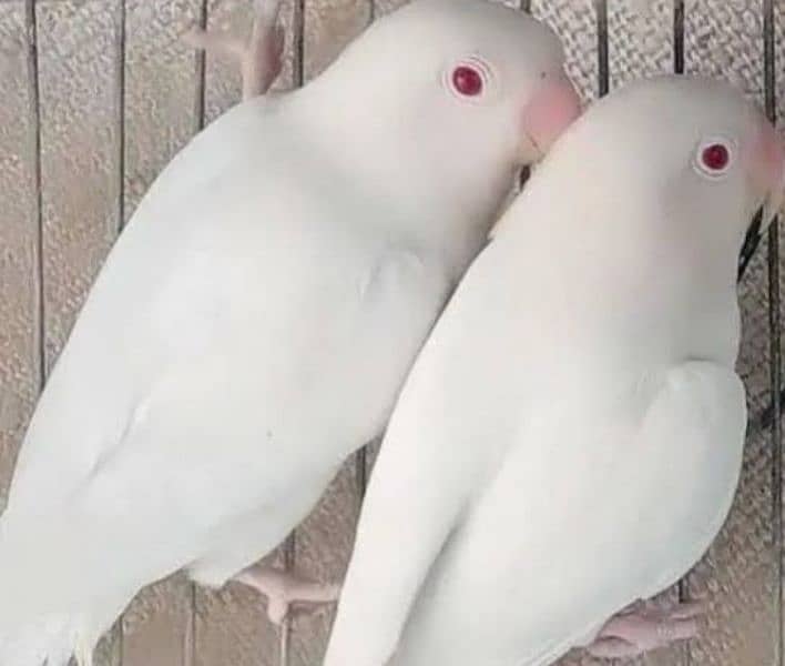 Albino Red Eyes Pair non DNA 0