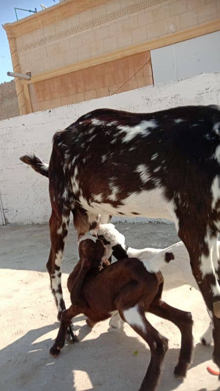 teddy black and white bakri punjab with black white teddy bakri 0