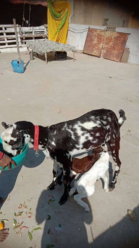 teddy black and white bakri punjab with black white teddy bakri 1