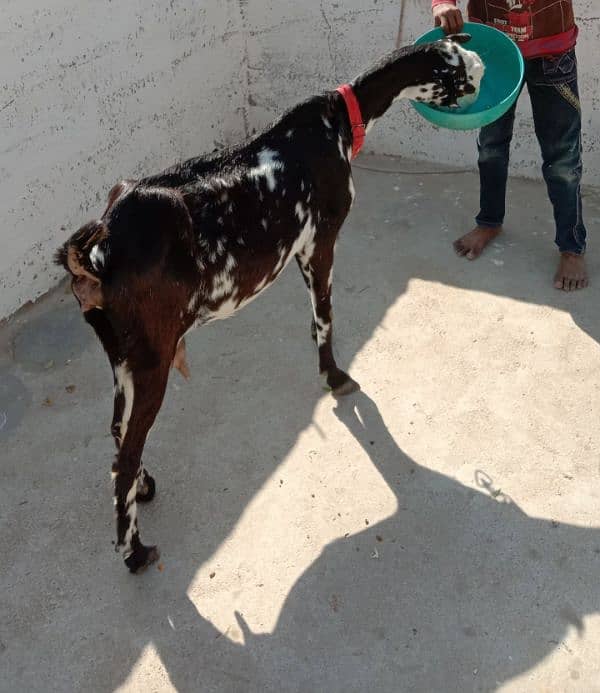 teddy black and white bakri punjab with black white teddy bakri 3