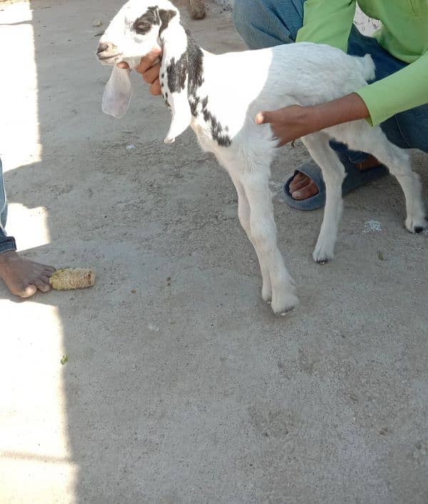 teddy black and white bakri punjab with black white teddy bakri 5