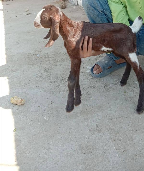 teddy black and white bakri punjab with black white teddy bakri 6