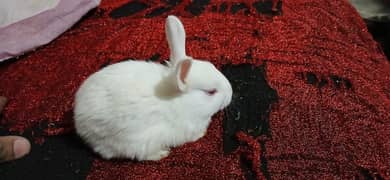 rabbit