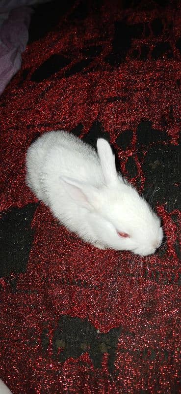 rabbit 2