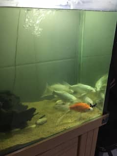 Aquarium for sale