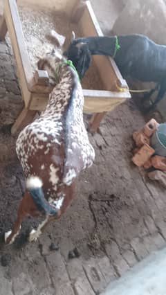 Pregnant goat for sale