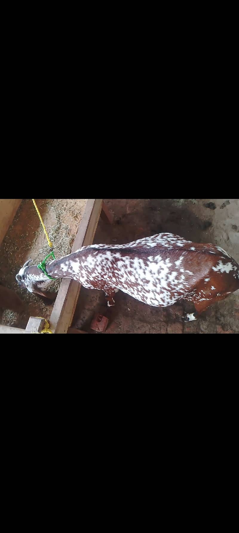 Pregnant goat for sale 1