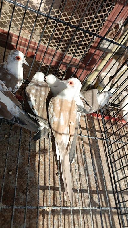 Red pied dove, Diamond pied dove 1