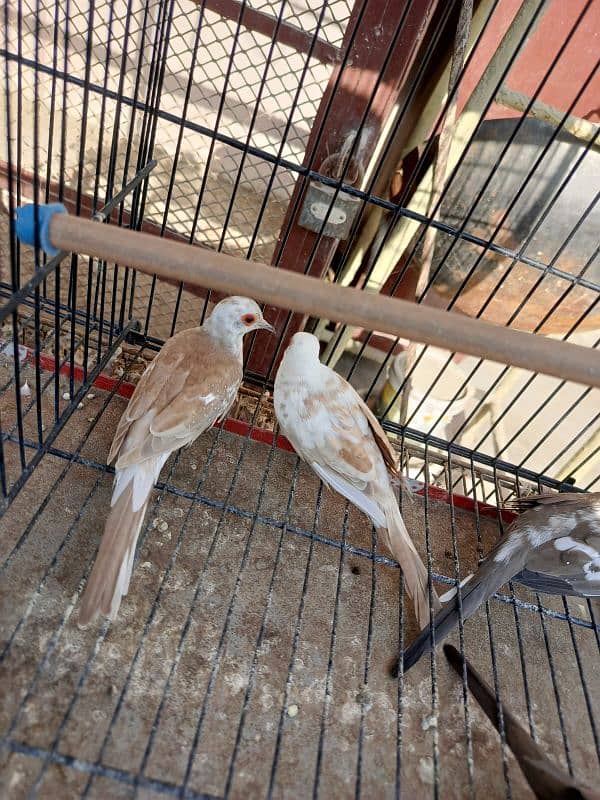 Red pied dove, Diamond pied dove 2