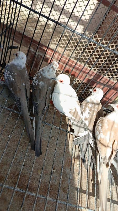 Red pied dove, Diamond pied dove 3