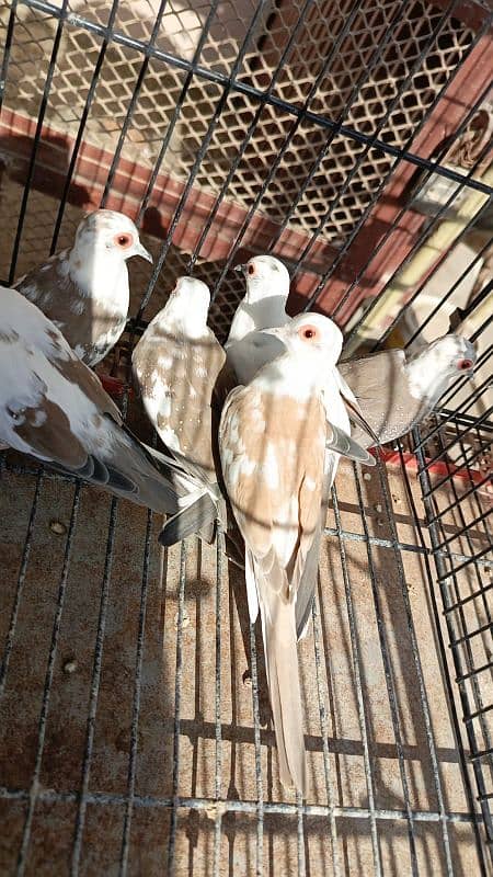 Red pied dove, Diamond pied dove 4