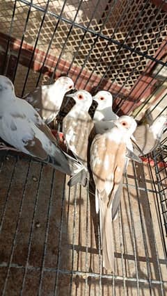 Red pied dove, Diamond pied dove