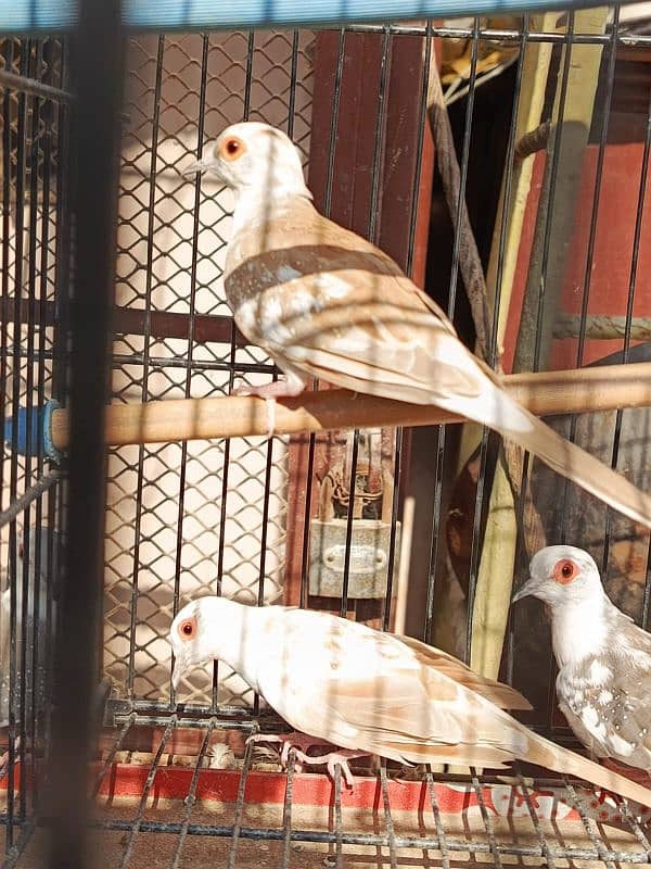 Red pied dove, Diamond pied dove 6