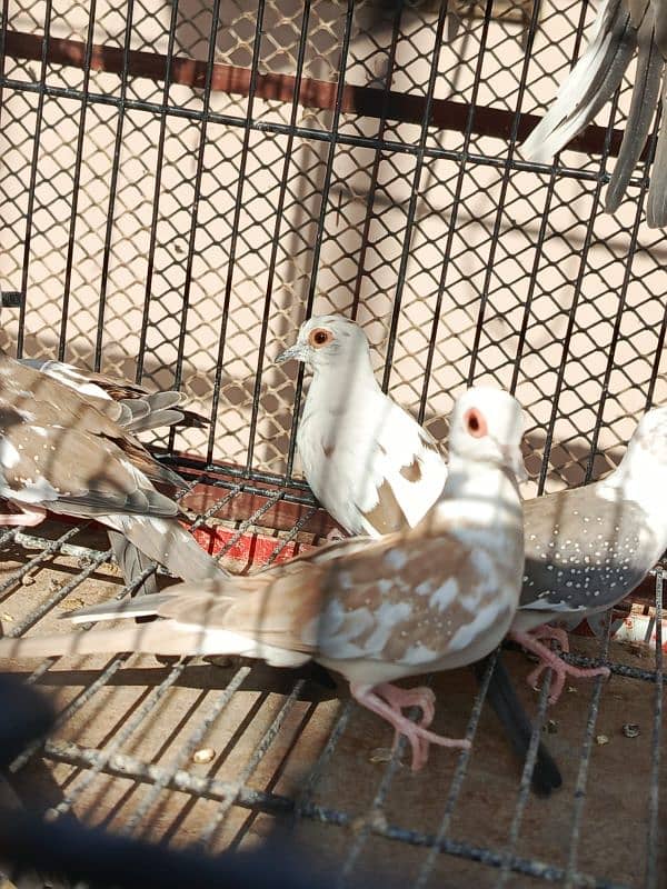 Red pied dove, Diamond pied dove 7