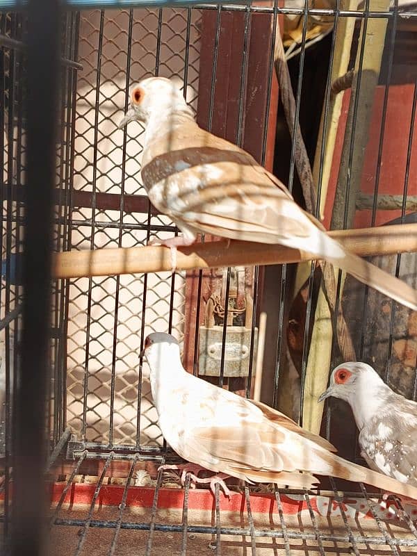 Red pied dove, Diamond pied dove 8