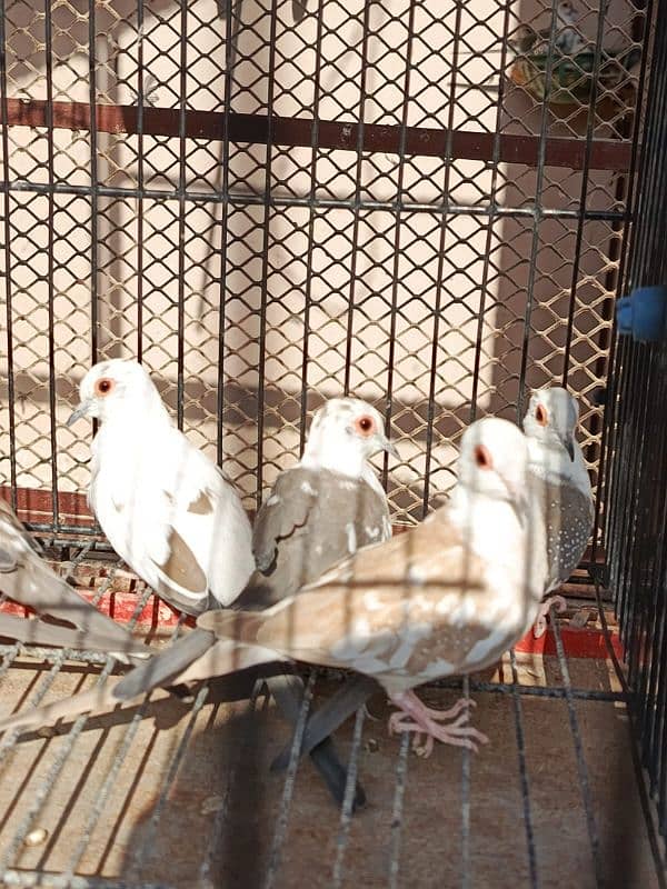 Red pied dove, Diamond pied dove 9