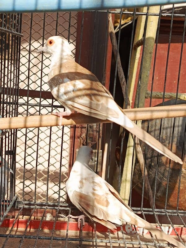 Red pied dove, Diamond pied dove 10