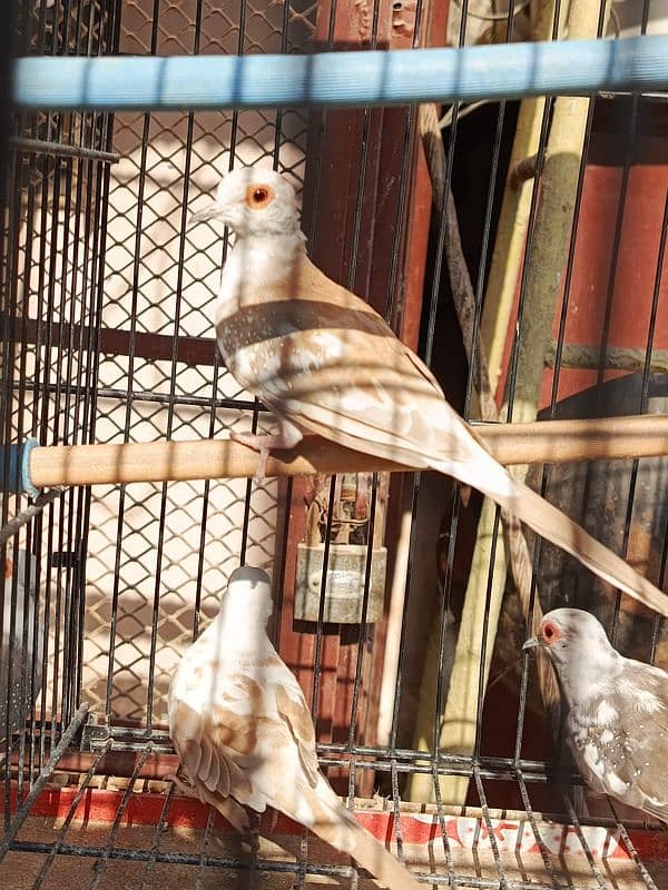 Red pied dove, Diamond pied dove 12