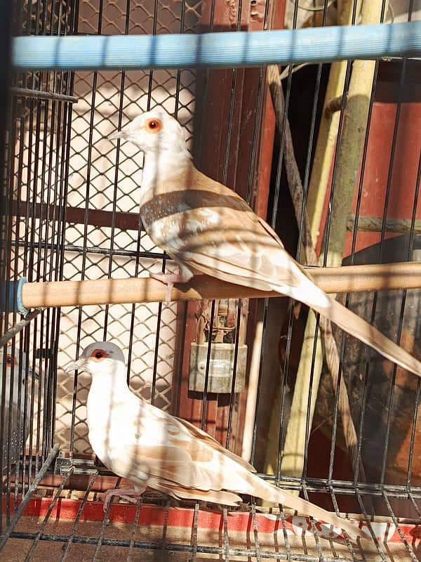 Red pied dove, Diamond pied dove 13