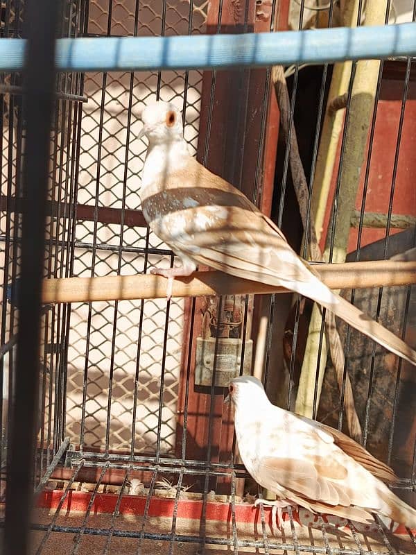 Red pied dove, Diamond pied dove 15