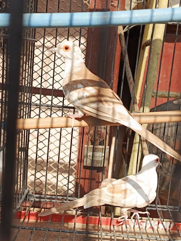 Red pied dove, Diamond pied dove 17