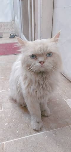 Adult Male Cat blue eyes