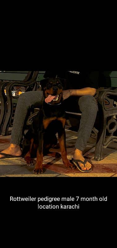 rottweiler male female puppy available 0