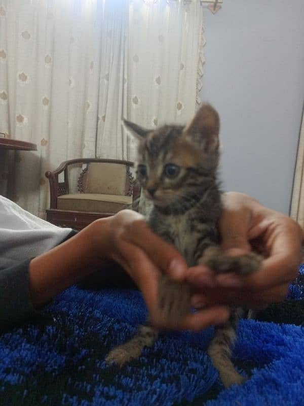 kittens for sale 1