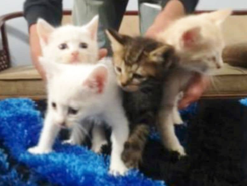 kittens for sale 4